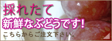 美味しいぶどうはこちらで販売しています。